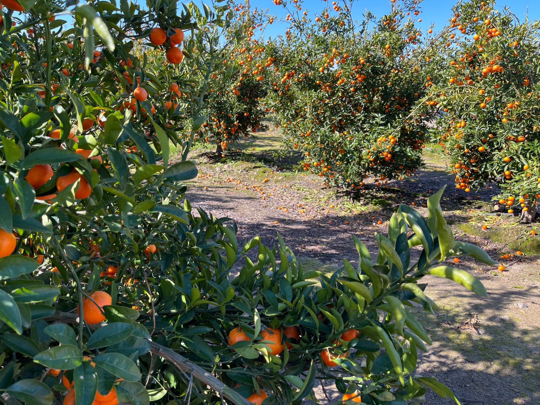 San Joaquin Valley