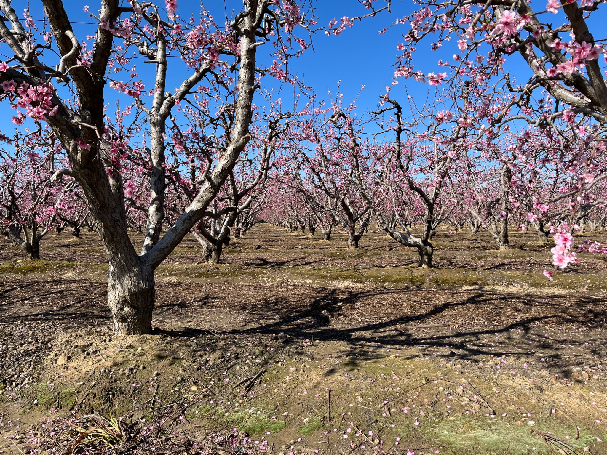 San Joaquin Valley