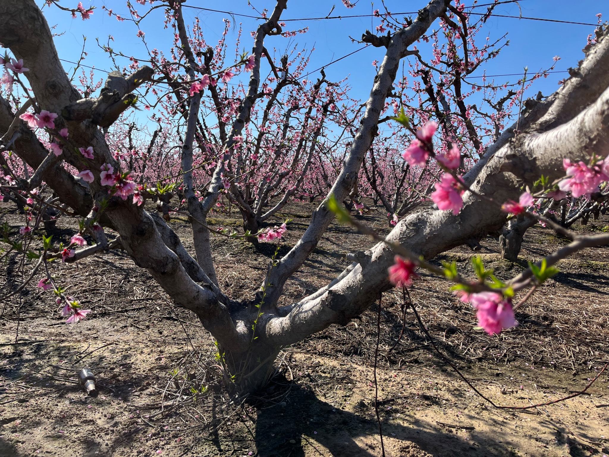 San Joaquin Valley