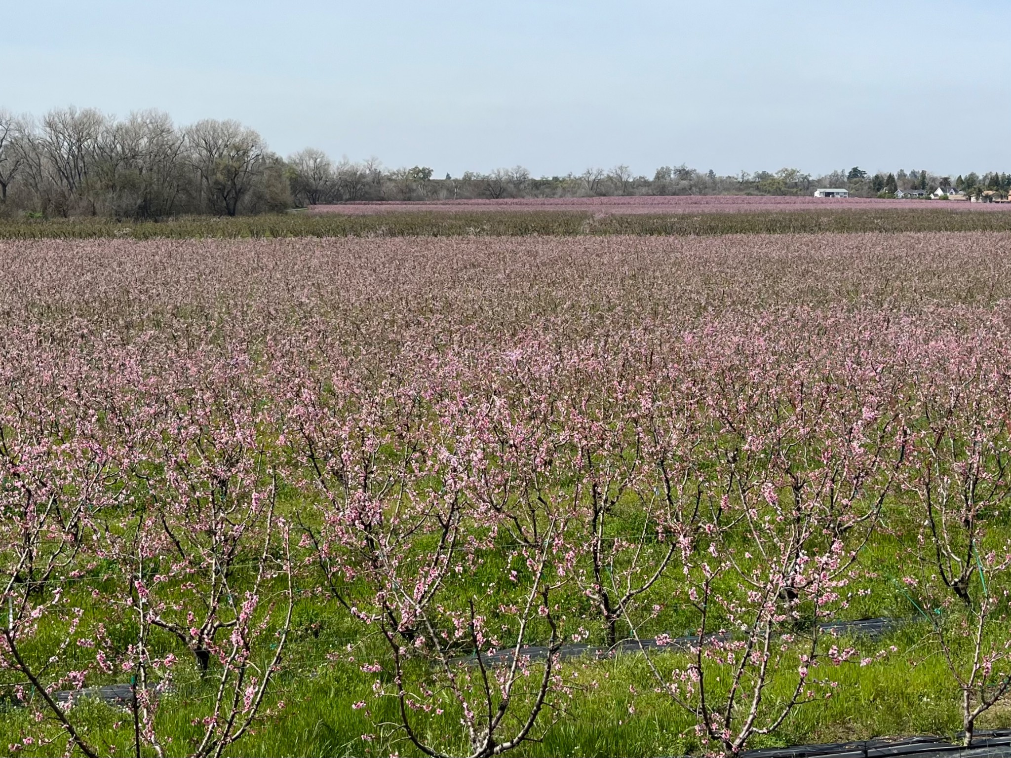 San Joaquin Valley