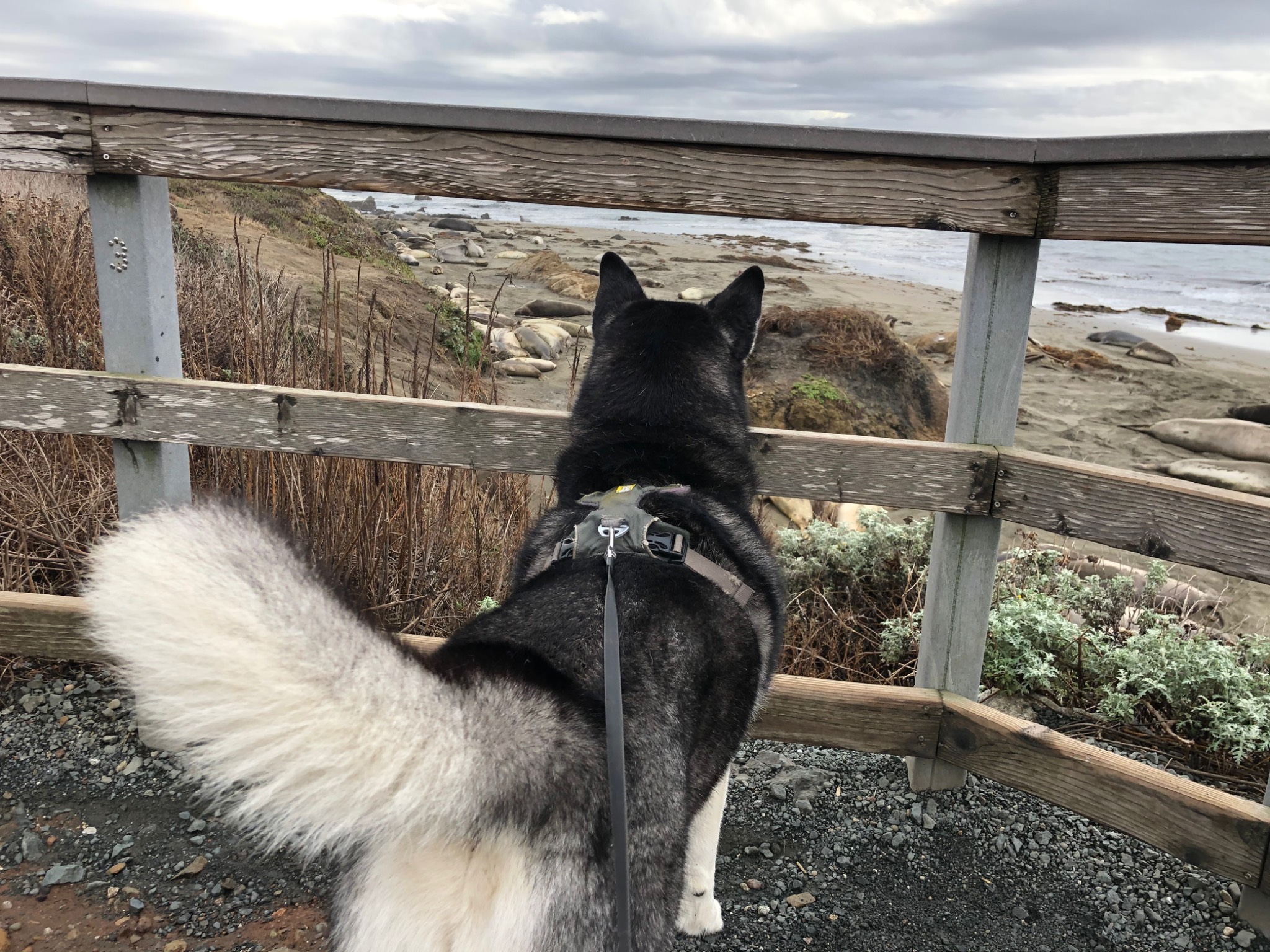 Cambria