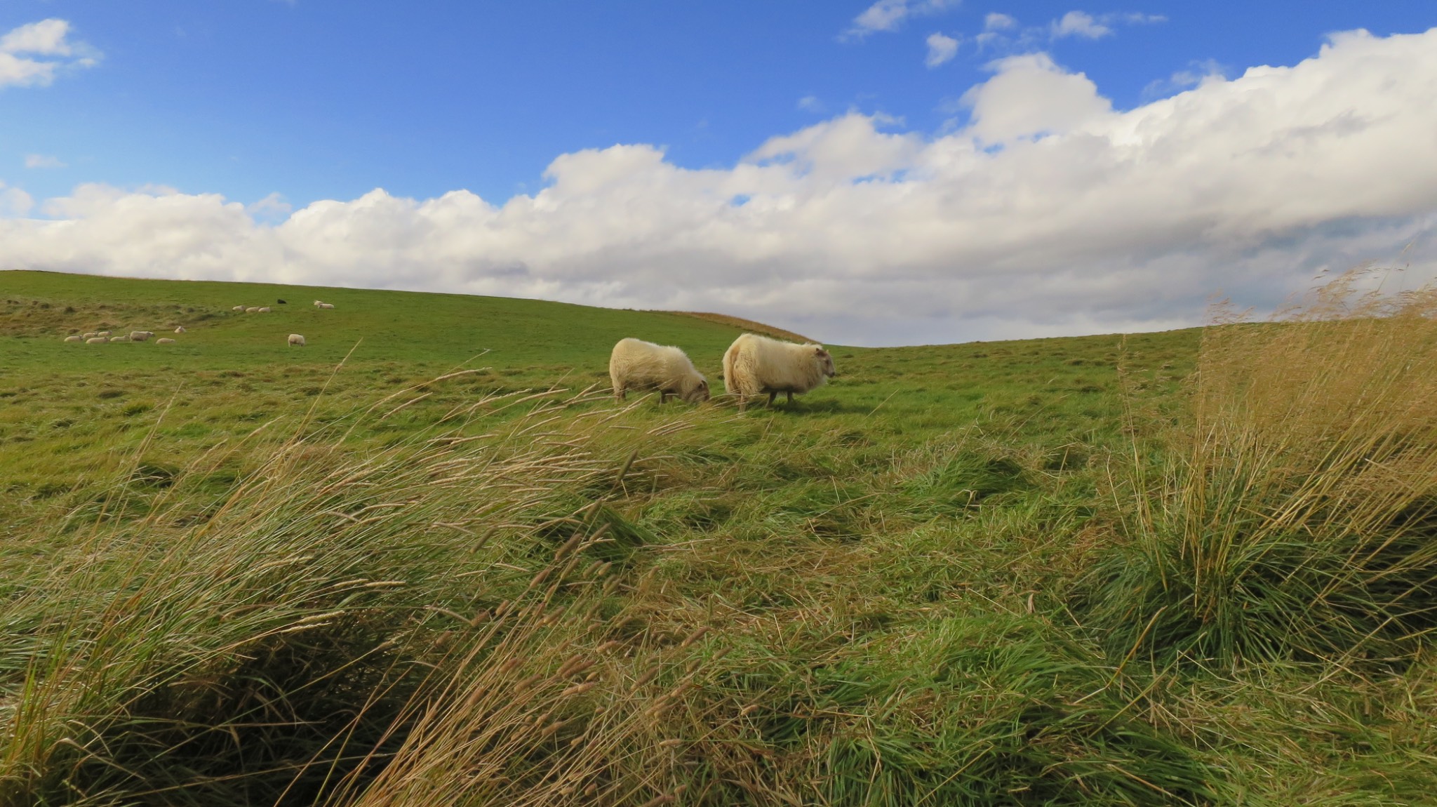 Sheep