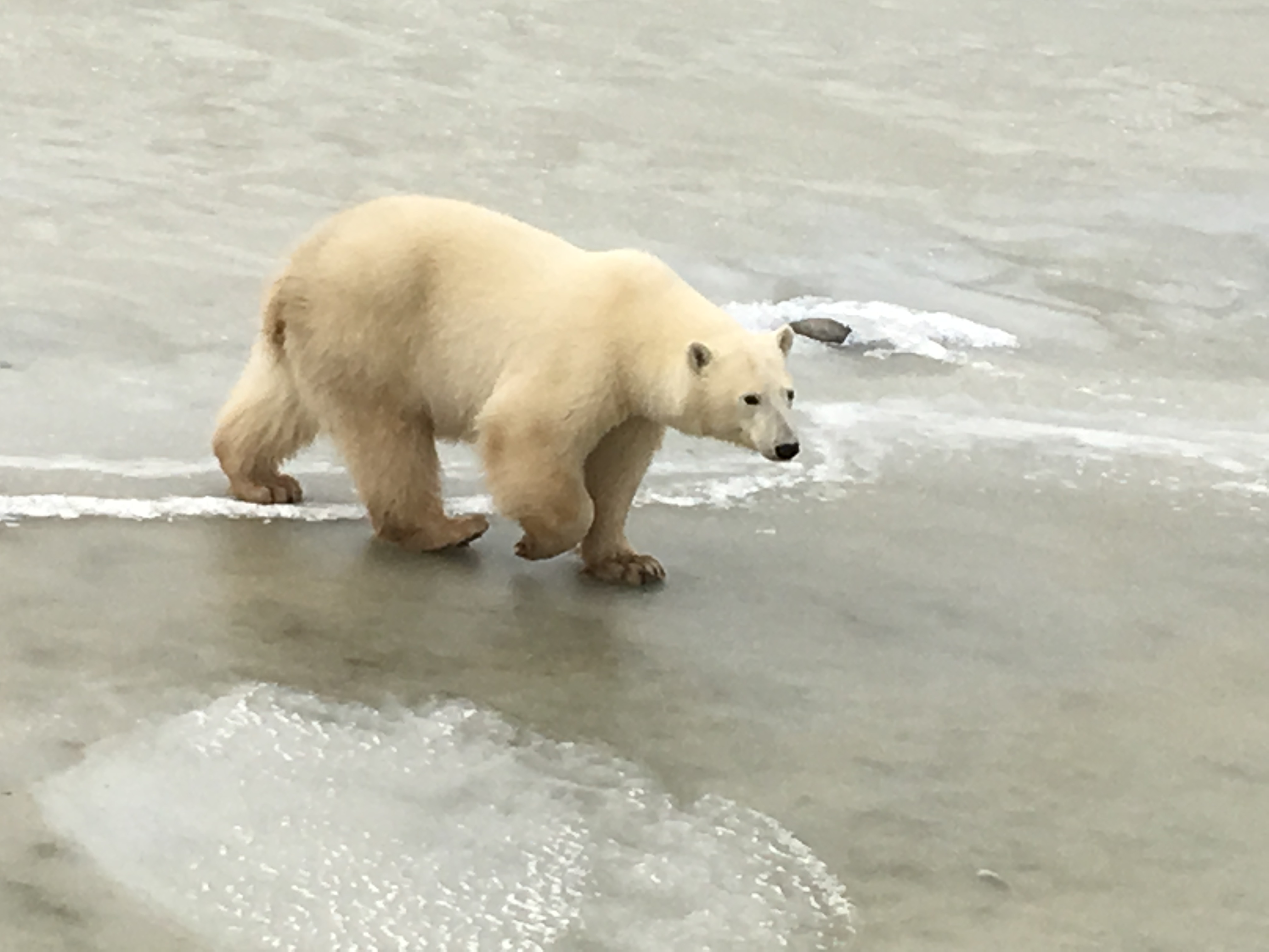 Churchill, Canada